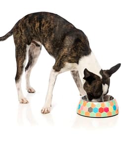 FuzzYard Easy Feeder Pet Bowl- The Hive