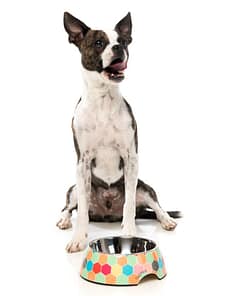 FuzzYard Easy Feeder Pet Bowl- The Hive