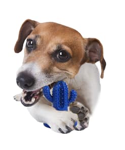 AFP Dental Chews Small Cactus Blue for Dog