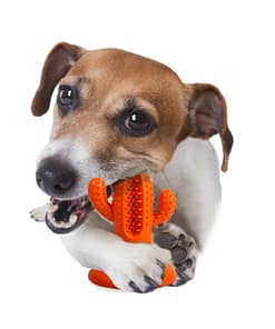 AFP Dental Chews Medium Cactus Orange for Dog