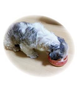 Petz Route Dog Bowl