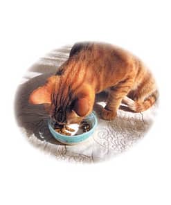 Petz Route Cat Bowl