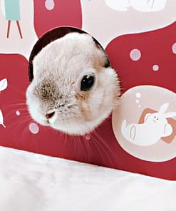AniMan Playing House For Rabbit