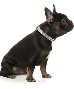 FuzzYard Dog Collar - Go Bananas
