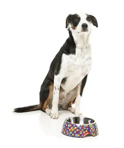 FuzzYard Easy Feeder Dog Bowl - Highscore
