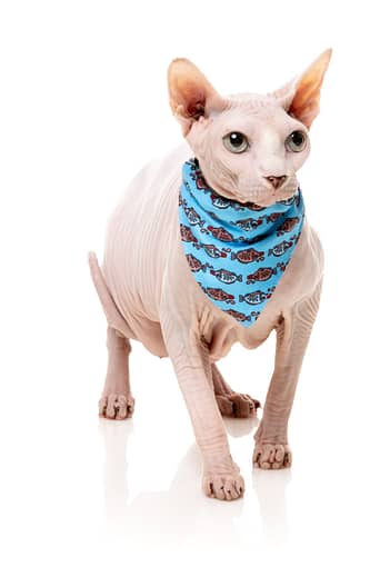 Fuzzyard Cat Fashion Pack - Soy Sauce Fish - Image 2