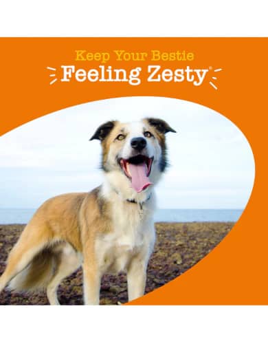 Zesty Paws 8-in-1 Multifunctional Bites Chicken Flavour Supplement for Dogs 90c - Image 3