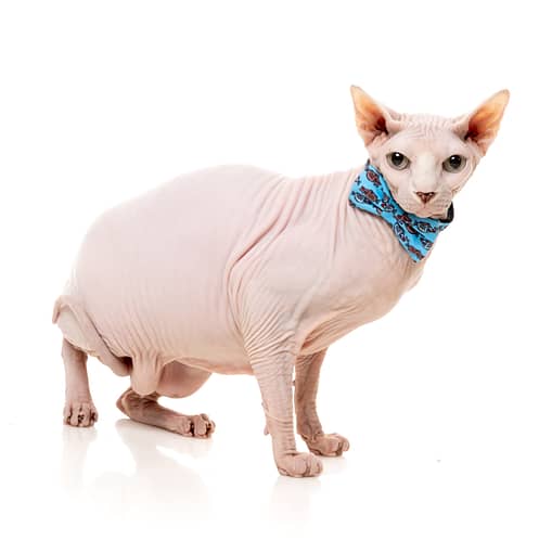 Fuzzyard Cat Fashion Pack - Soy Sauce Fish - Image 3