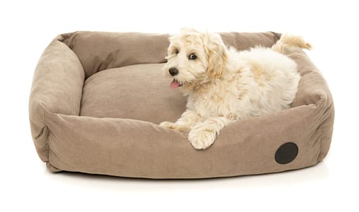 The Lounge - Mocha