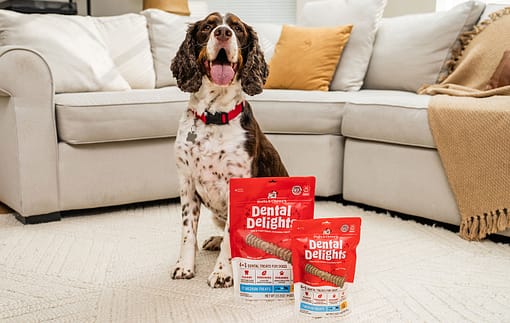 Stella & Chewy's Dental Delights Dog Treats (4 Sizes) - Image 2
