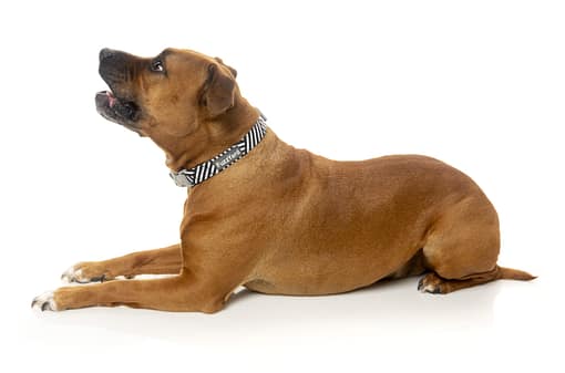 Northcote Collar