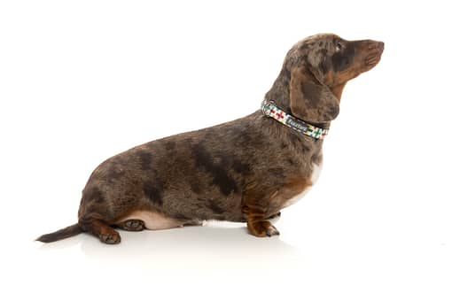 Jenga Collar