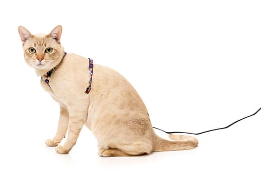 Fuzzyard Cat Walking Set - Caturday Night Fever - Image 4