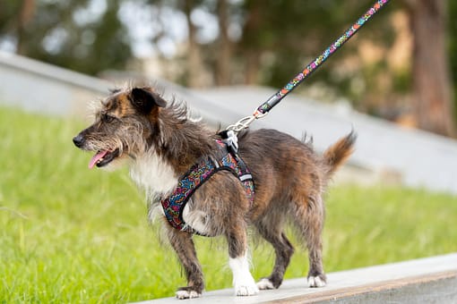 Red Dingo Dog Mesh Harness Red (7 Sizes) - Image 2