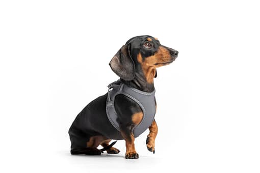 Red Dingo Dog Mesh Harness Red (7 Sizes) - Image 4