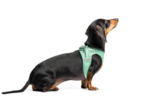 Red Dingo Dog Mesh Harness Red (7 Sizes) - Image 5