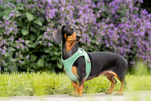 Red Dingo Dog Mesh Harness Red (7 Sizes) - Image 6