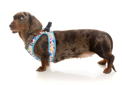 FuzzYard Step In Dog Harness - Jelly Bears (6 Sizes) - Image 2