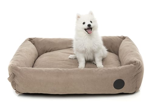 The Lounge - Mocha