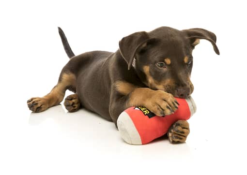 FuzzYard Dog Toy - Can Of Beer