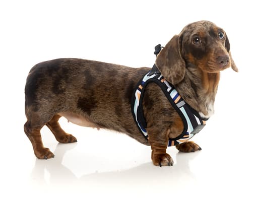 FuzzYard Step In Harness -Sonic