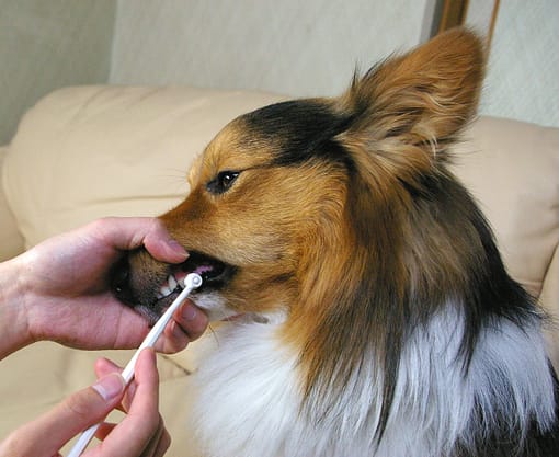 Mind Up KENKO CARE Round Head Toothbrush For Dogs - Image 4