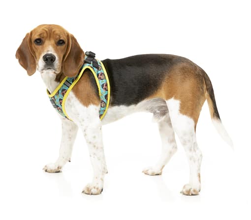 FuzzYard Step-in Dog Harness - Gor-illz