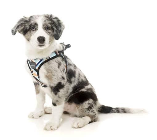 FuzzYard Step In Harness -Sonic