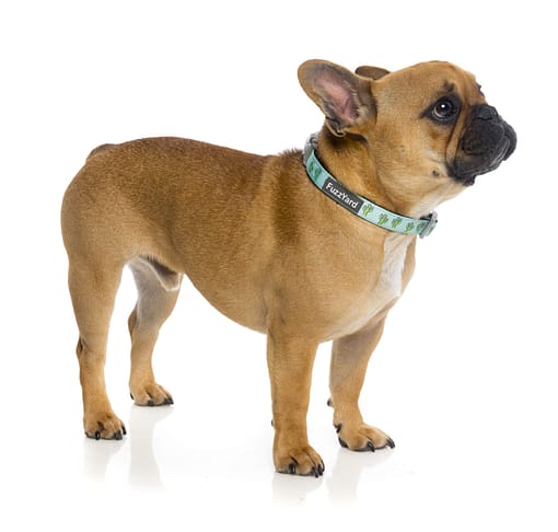 Tucson Dog Collar