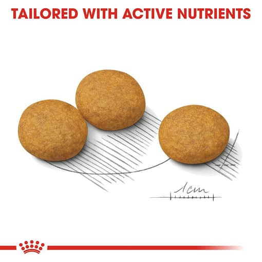 Royal Canin Medium Dermacomfort Dry Dog Food (2 Sizes) - Image 2