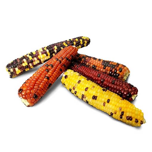 Pet'88 Baby Sweet Corn for Small Animals 160g - Image 2