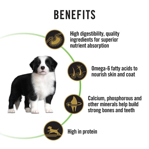 Purina PRO PLAN Puppy Medium Chicken Formula with Colostrum and Probiotics - Dry Dog Food (2 Sizes) - Image 7