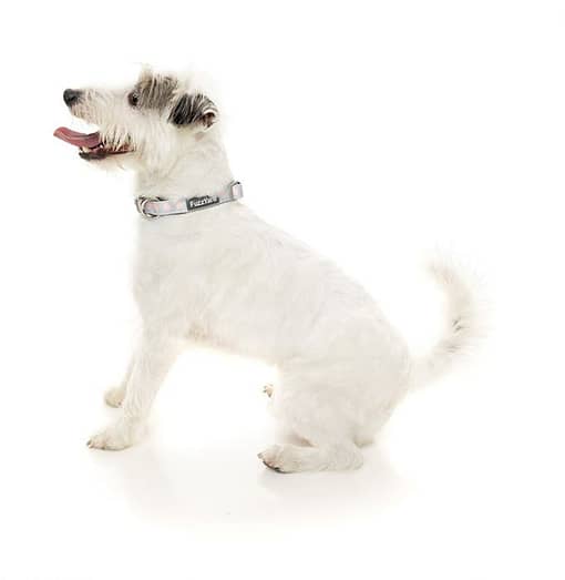 Dippin' Collar