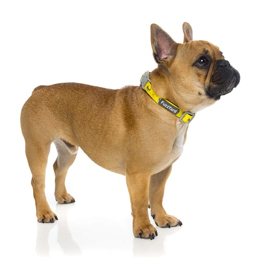 Monkey Mania Dog Collar