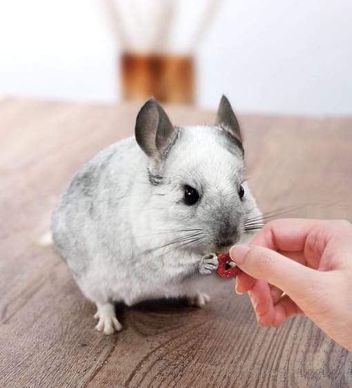 Alice Beetroot Rings Small Animal Treats 60g - Image 4