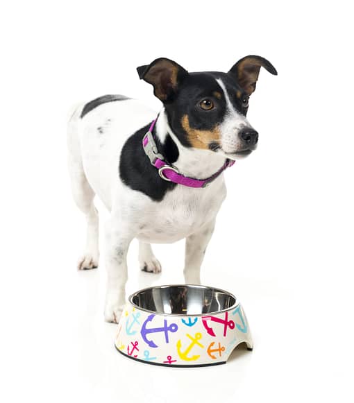 FuzzYard Easy Feeder Pet Bowl - Ahoy