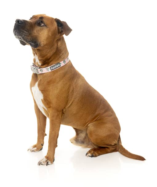 LL Cool Jaw$ Collar