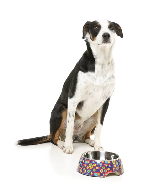 FuzzYard Easy Feeder Dog Bowl - Highscore