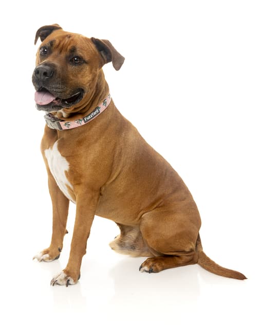 LL Cool Jaw$ Collar