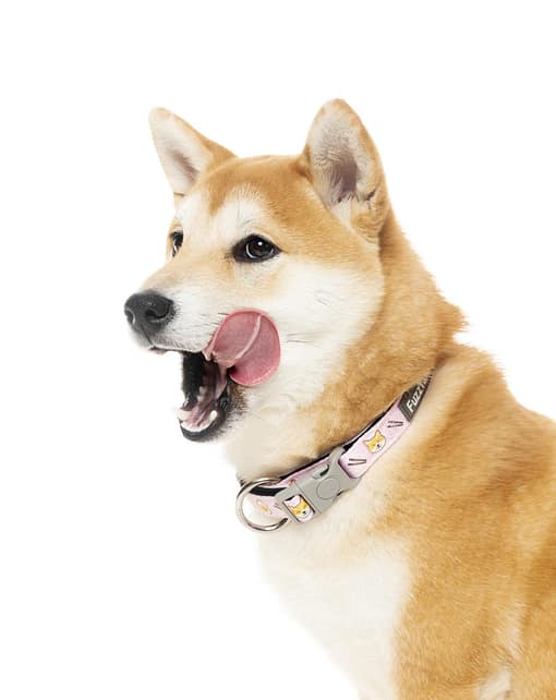 SuShiba Collar