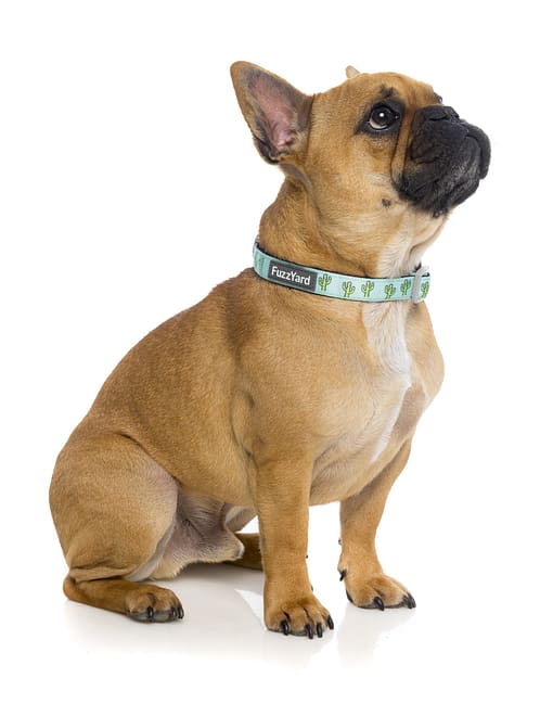 Tucson Dog Collar