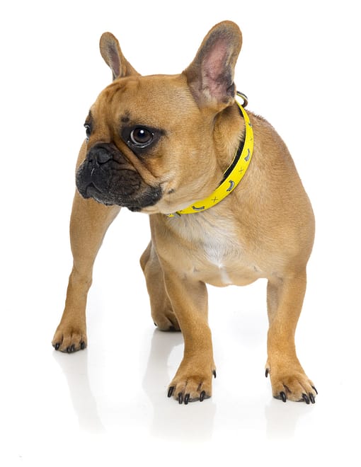 Monkey Mania Dog Collar