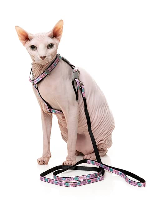 Fuzzyard Cat Walking Set - Meowcarons - Image 4