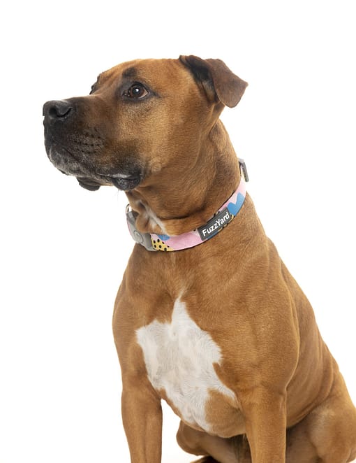 Jiggy Collar