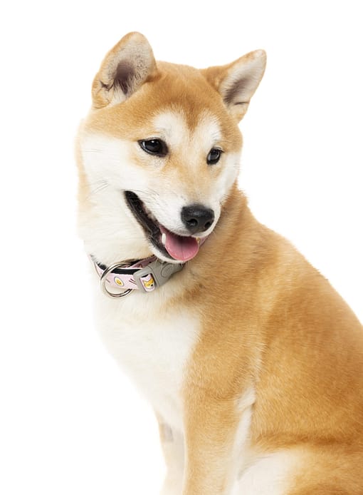 SuShiba Collar