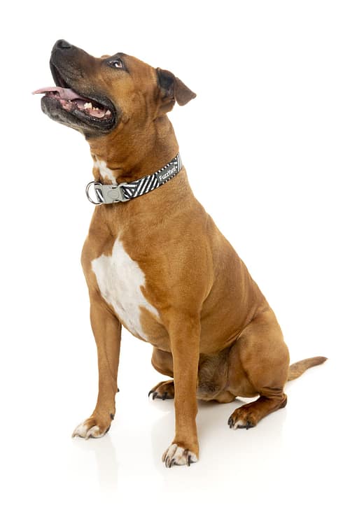 Northcote Collar