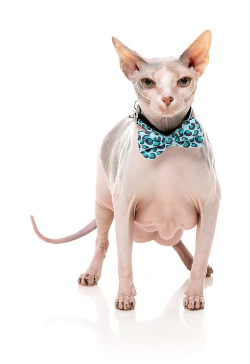 Fuzzyard Cat Fashion Pack - Wild One - Aqua - Image 2
