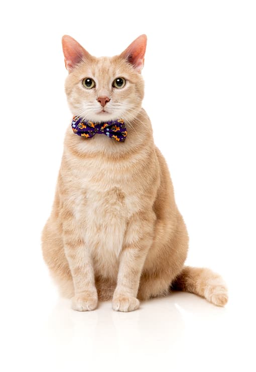 Fuzzyard Cat Fashion Pack - Caturday Night Fever - Image 2