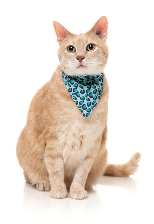 Fuzzyard Cat Fashion Pack - Wild One - Aqua - Image 3
