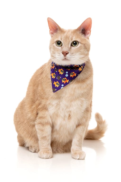 Fuzzyard Cat Fashion Pack - Caturday Night Fever - Image 3